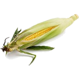 Photo of Sweet Corn Cob