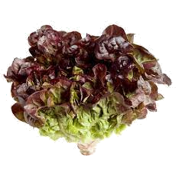 Photo of Lettuce Oak Brown