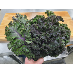 Photo of Kale Red