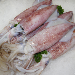 Photo of Fresh Calamari Kg