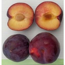 Photo of Plums Fortune