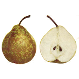 Photo of Pears Winter Nellis Kg