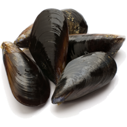 Photo of Blue Mussels Kg