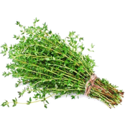 Photo of Thyme
