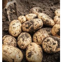Photo of Potatoes New Season Black Soil 2kg