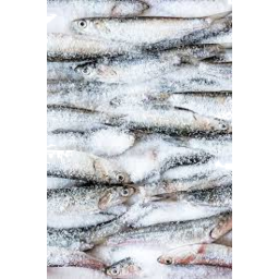 Photo of Salted Sardines Kg