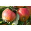 Photo of CHEMICAL FREE Apples Cox's Orange Pippin Tree Ripened Kg