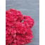 Photo of Hydrangea Red Short