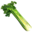 Photo of Celery - Half