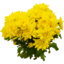Photo of Chrysanthemum