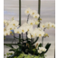 Photo of R&J Phalaenopsis Small