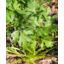 Photo of Select Seeds Seeds - Parsley - Italian (Giant of Italy)