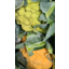 Photo of Cauliflower - Coloured