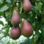 Photo of Pears Belle Du Jumet