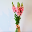 Photo of Snapdragons