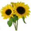 Photo of Flowers Sunflowers