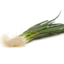 Photo of Spring Onions Biodynamic Bunch