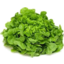 Photo of Lettuce Green Oak 