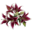 Photo of Oriental Lillies Bunch