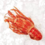 Photo of Tasmanian Cooked Crayfish (600-800 grams Fish)