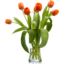 Photo of Tulip Flowers