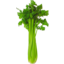 Photo of Celery Whole