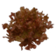 Photo of Lettuce Oak Leaf Red Hydroponic