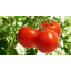 Photo of Tomatoes Ricardoes
