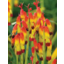 Photo of Bulb Lachenalia Soldier Boys A