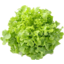 Photo of Lettuce Green Oak