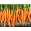 Photo of Carrots Dutch
