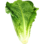 Photo of Lettuce - Cos