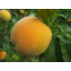 Photo of Peaches Golden Kg
