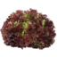 Photo of Red Oak Lettuce