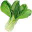 Photo of Asian Baby Bok Choy