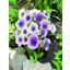 Photo of Bulb Anemone Bi Colour Mix A