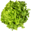Photo of Lettuce Oak Leaf Green