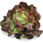 Photo of Lettuce Mignon