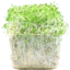Photo of Alfafa Sprouts Punnet 125g