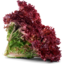 Photo of Lettuce Red Oak (Each).