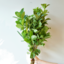 Photo of Viburnum Foliage