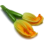 Photo of Zucchini Flowers