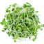 Photo of Goanna Green Sprouts