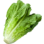Photo of Cos Lettuce