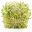 Photo of Alfalfa Salad Sprouts