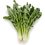 Photo of Herbs - Chicory