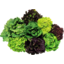 Photo of Lettuce Hydroponic