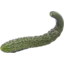 Photo of Cucumber - Chinese