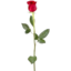 Photo of Flowers - Single Stem Rose