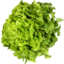 Photo of Hydroponic Lettuce